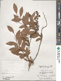 Vaccinium corymbosum image