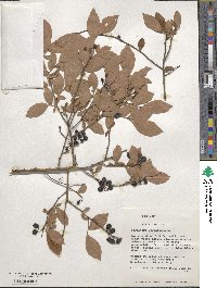 Vaccinium corymbosum image