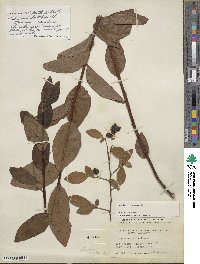 Vaccinium corymbosum image