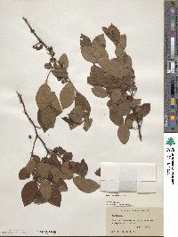 Vaccinium corymbosum image