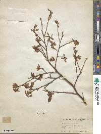 Vaccinium corymbosum image