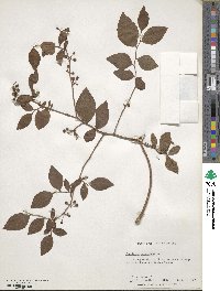 Vaccinium corymbosum image