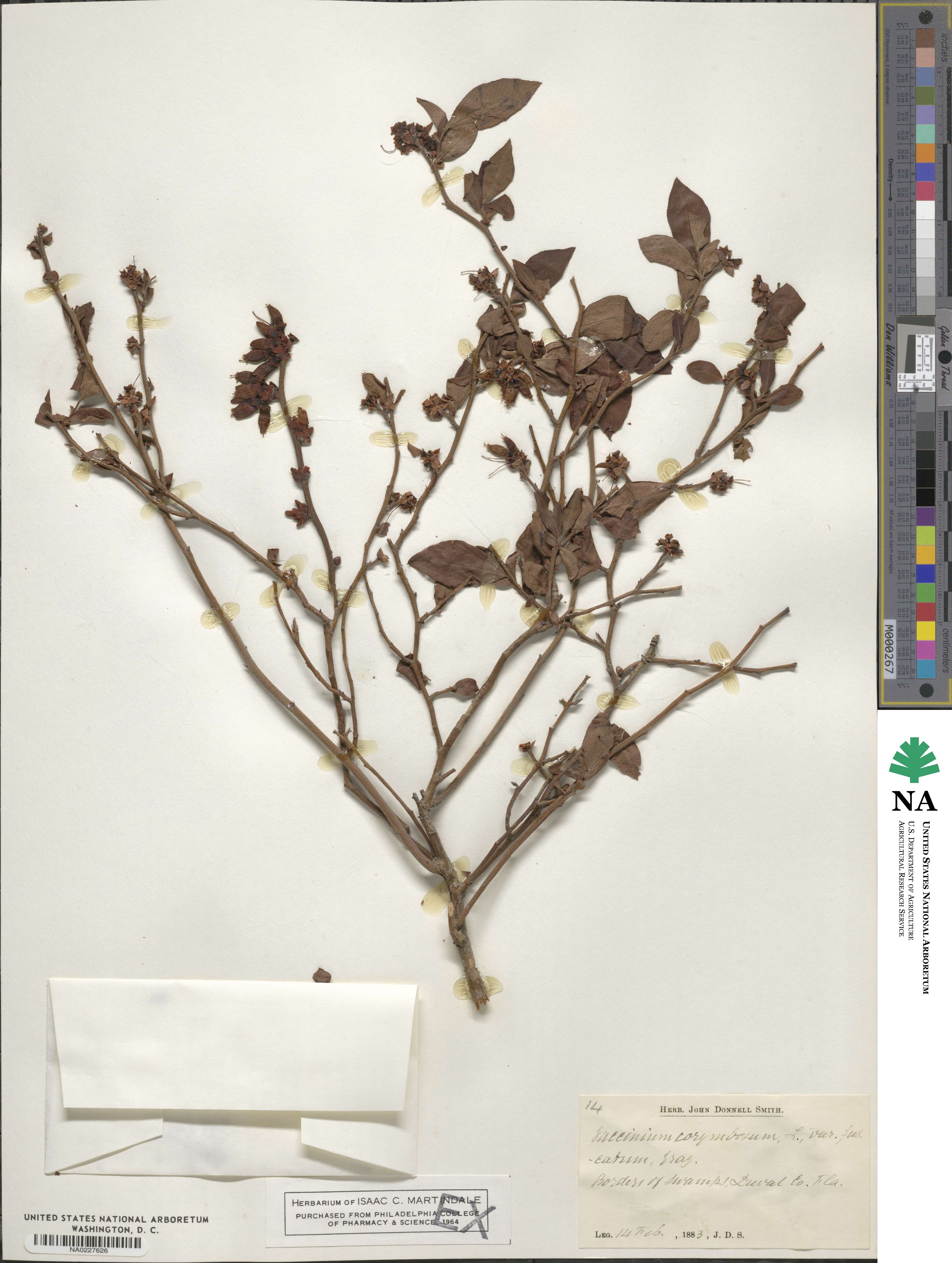 Vaccinium corymbosum image