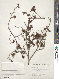 Vaccinium corymbosum image