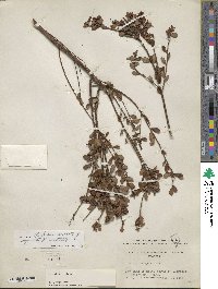 Vaccinium corymbosum image