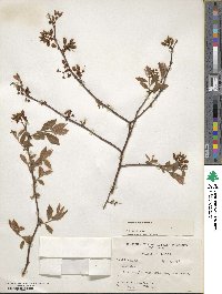 Vaccinium corymbosum image