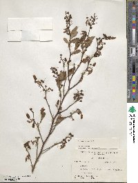 Vaccinium corymbosum image