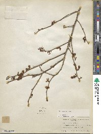 Vaccinium corymbosum image