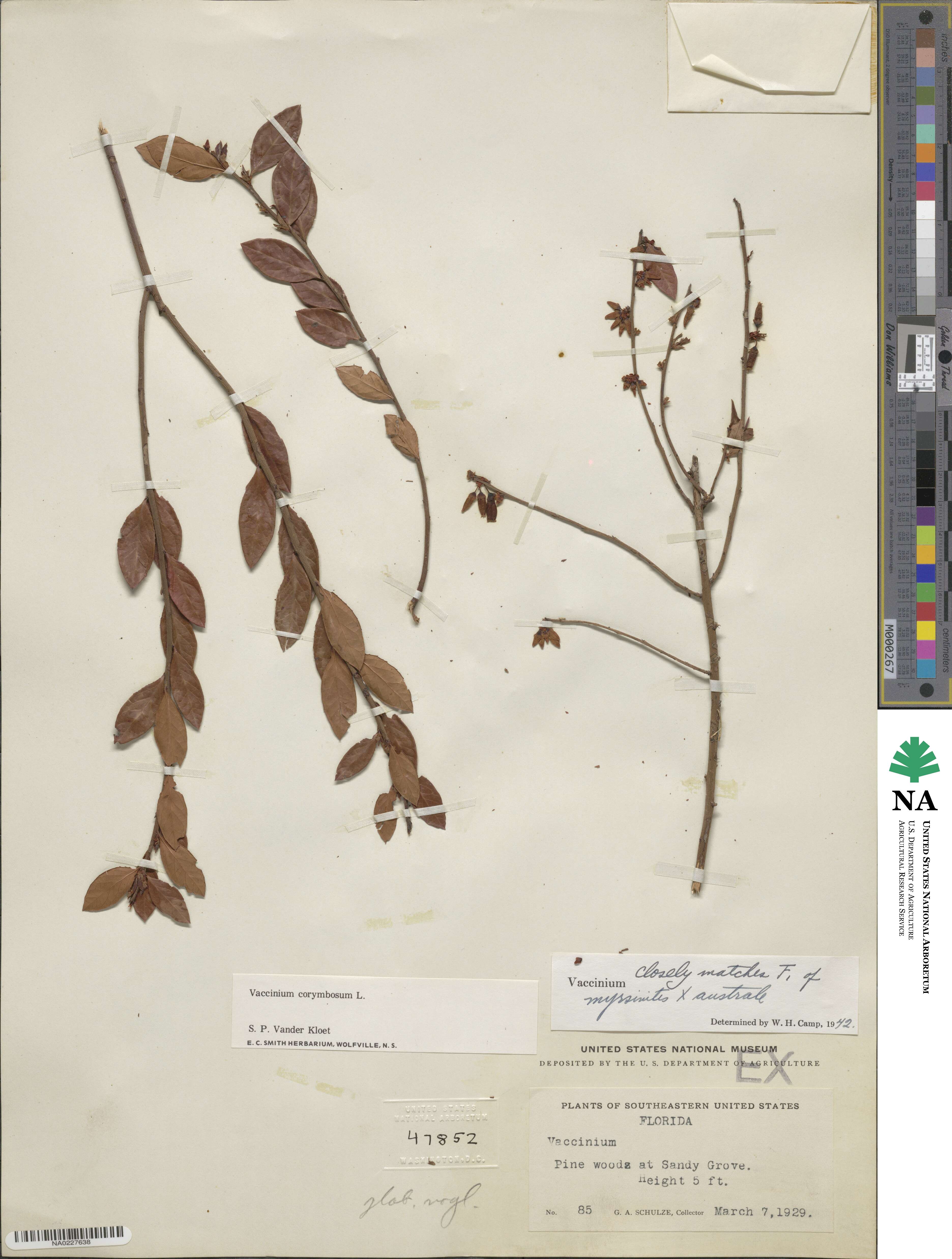 Vaccinium corymbosum image