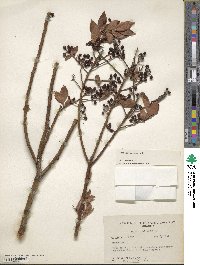 Vaccinium corymbosum image