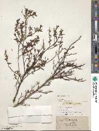 Vaccinium corymbosum image