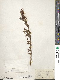 Vaccinium corymbosum image