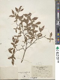 Vaccinium corymbosum image