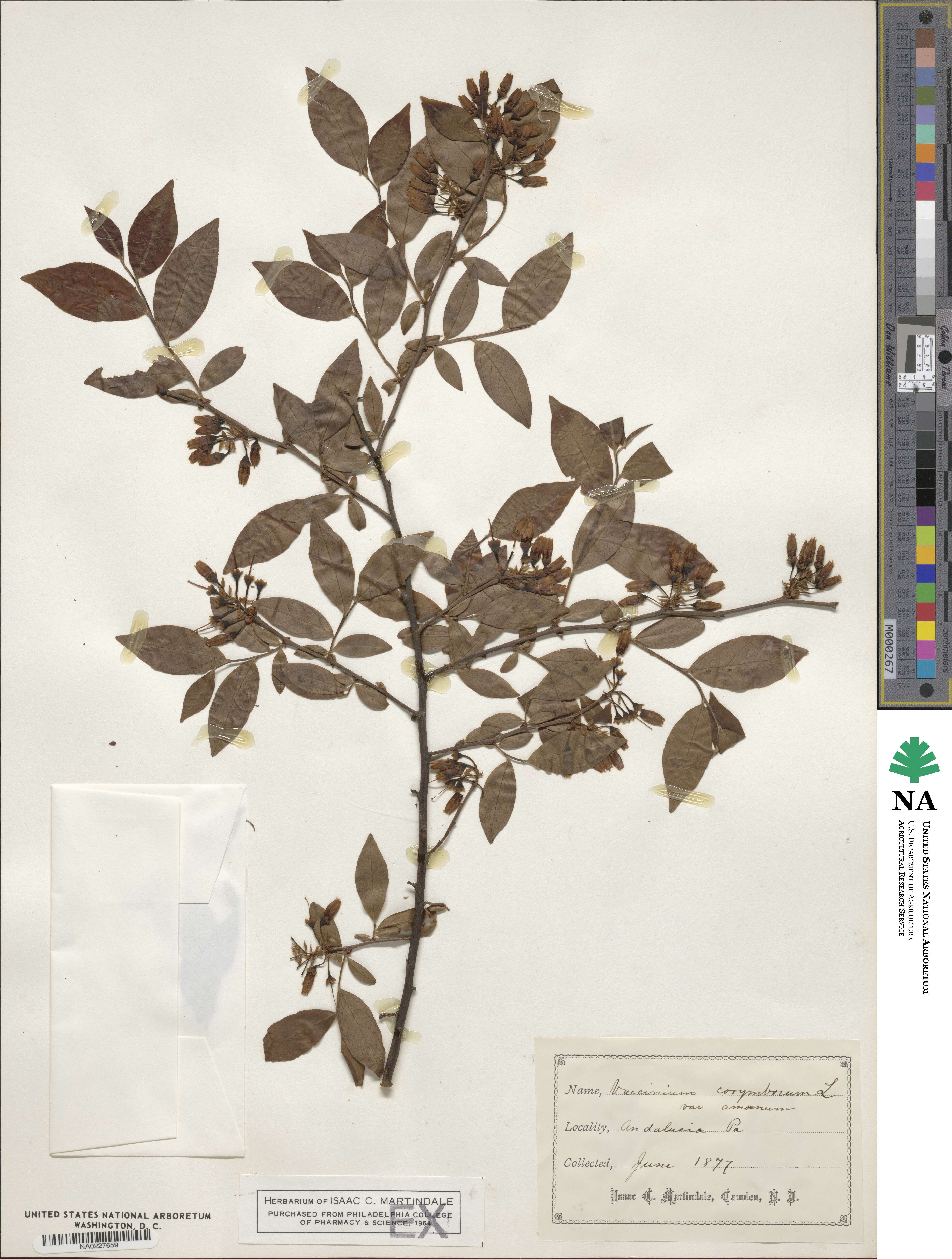 Vaccinium corymbosum image