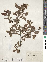 Vaccinium corymbosum image