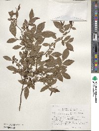 Vaccinium corymbosum image