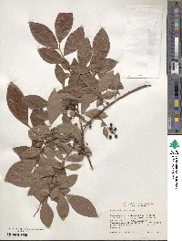 Vaccinium corymbosum image