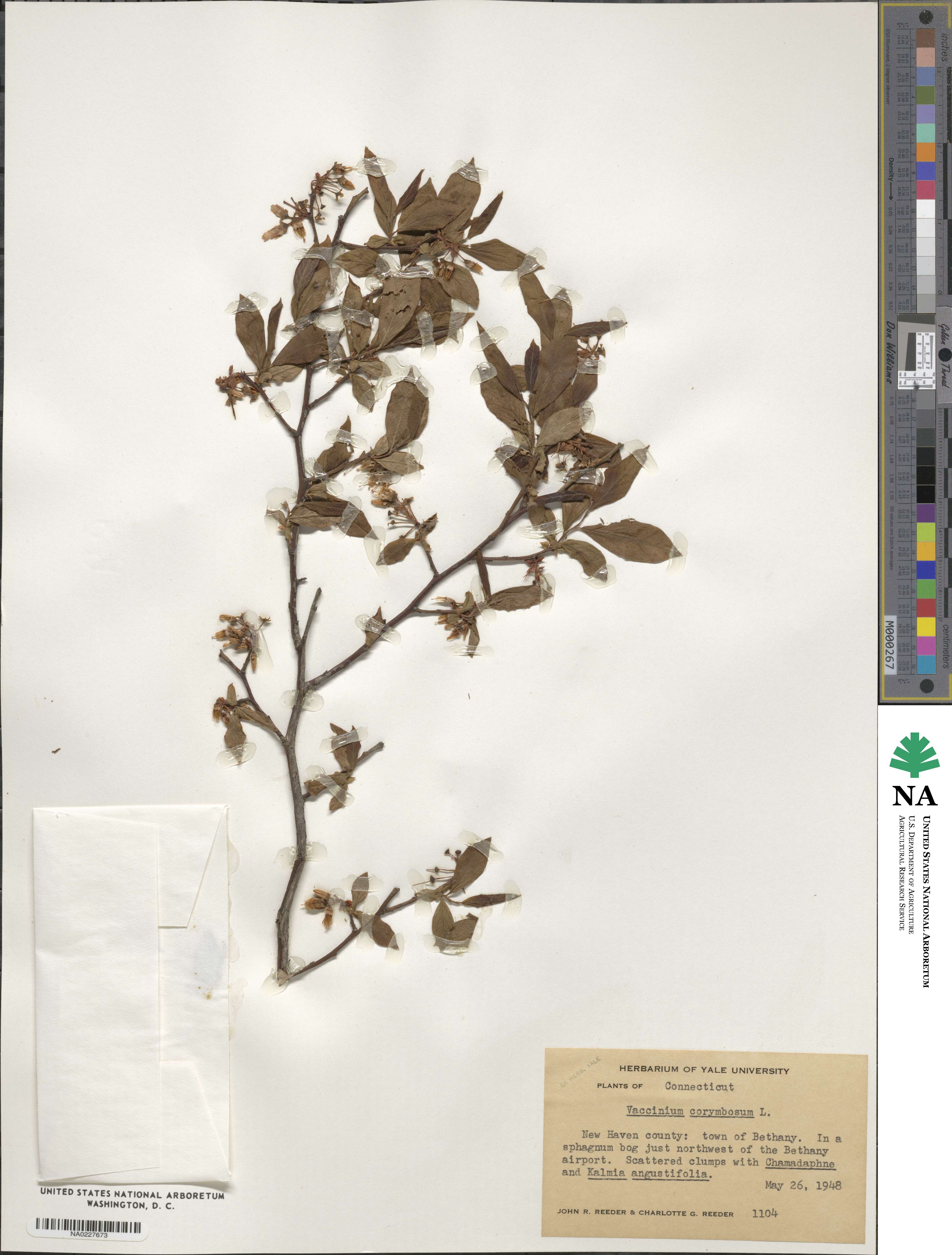Vaccinium corymbosum image
