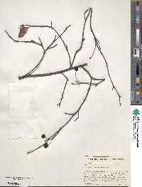 Vaccinium corymbosum image