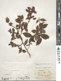 Vaccinium corymbosum image