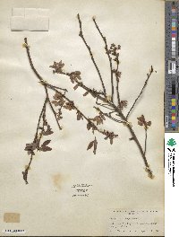 Vaccinium corymbosum image