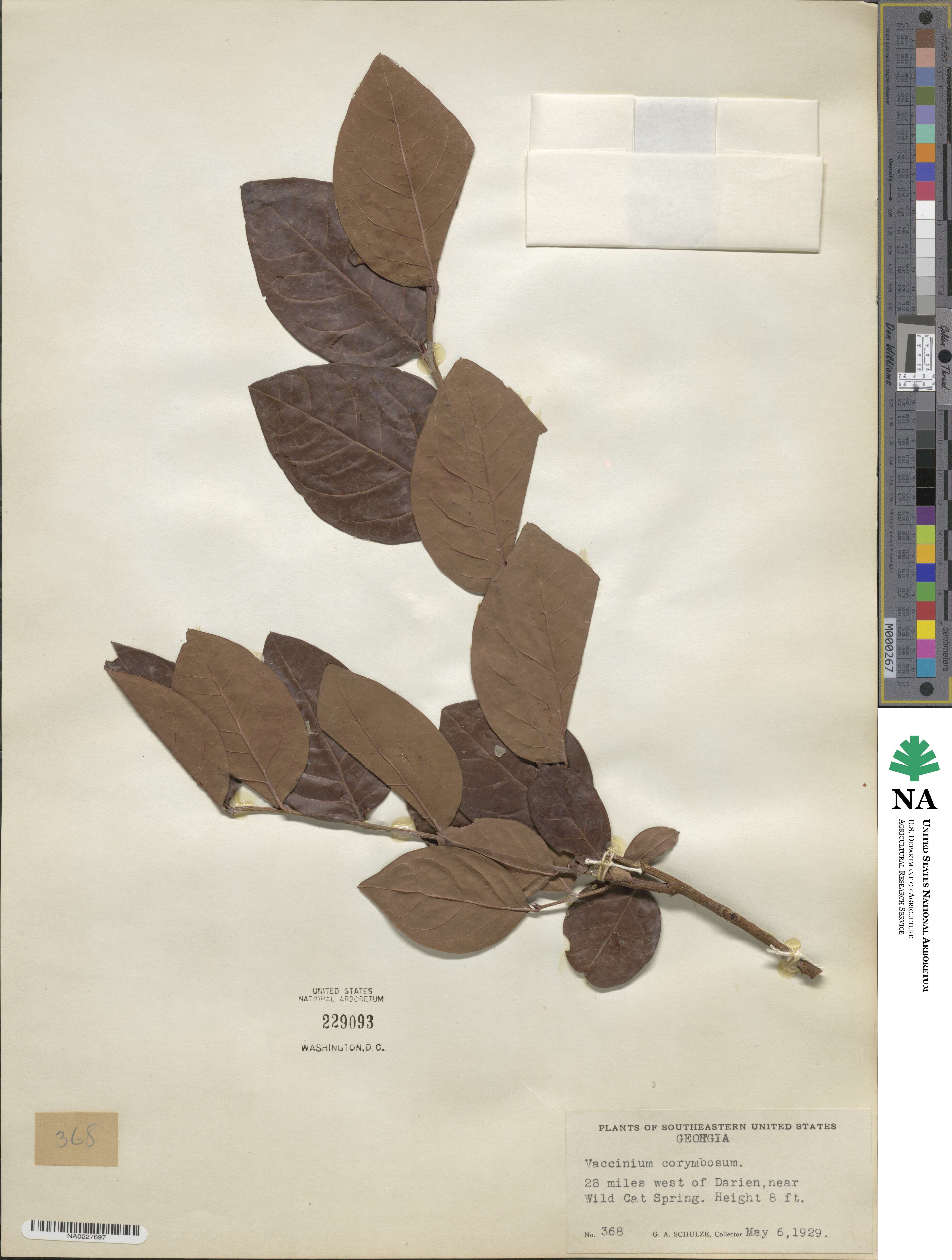 Vaccinium corymbosum image