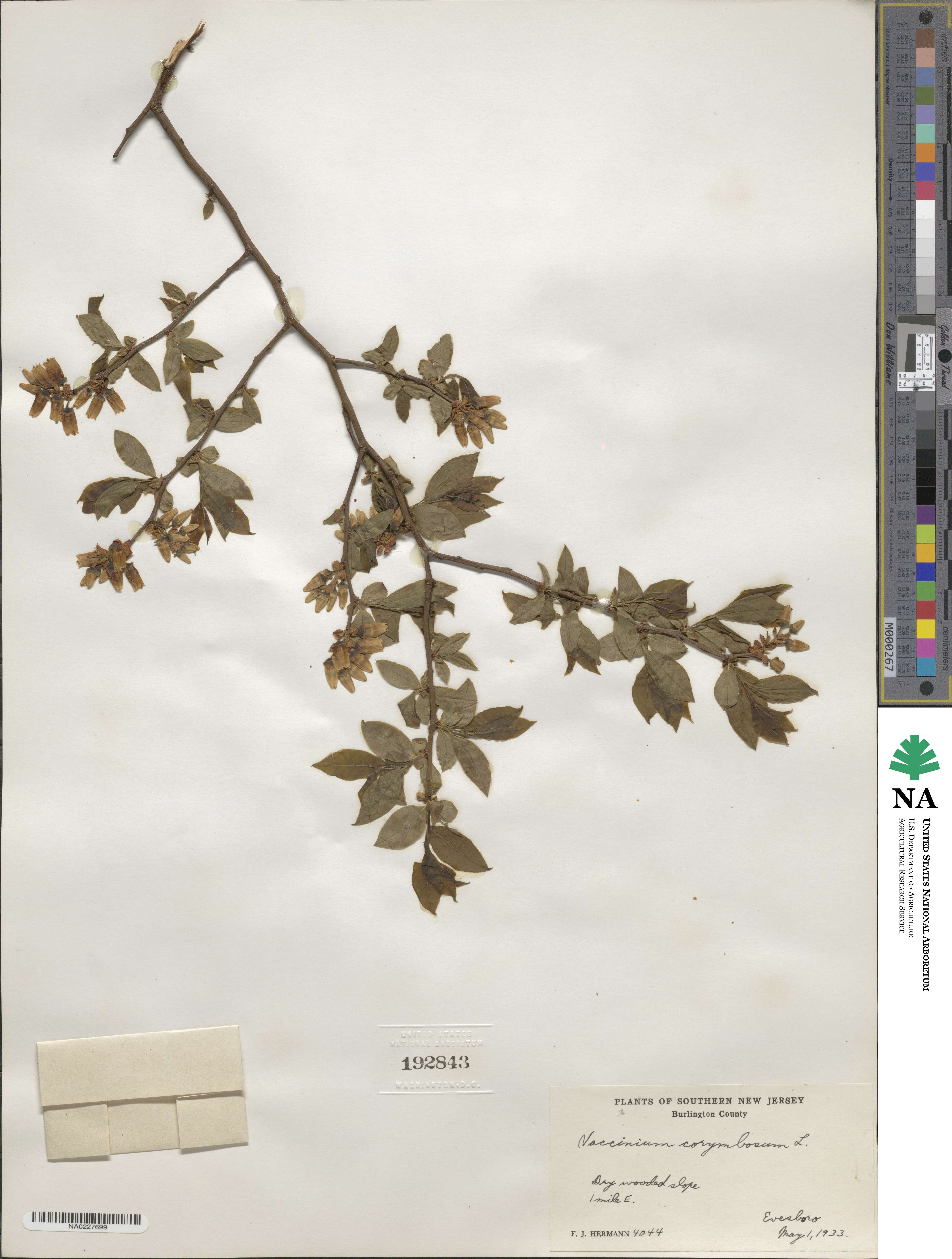 Vaccinium corymbosum image