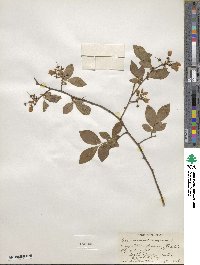 Vaccinium corymbosum image