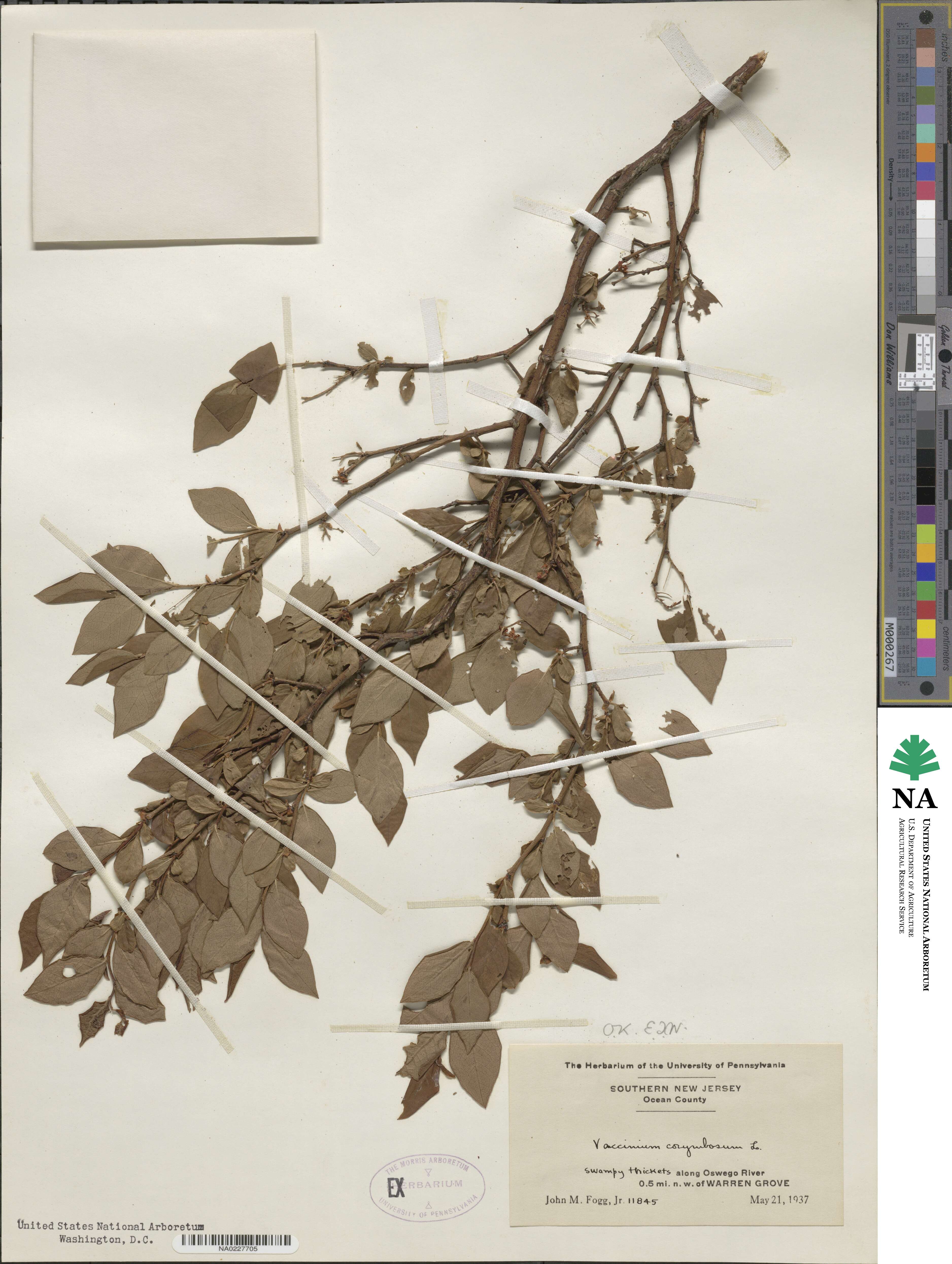 Vaccinium corymbosum image
