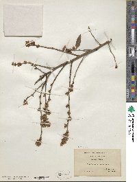 Vaccinium corymbosum image