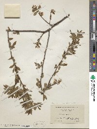 Vaccinium corymbosum image