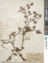 Vaccinium corymbosum image