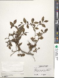 Vaccinium corymbosum image