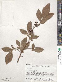 Vaccinium corymbosum image