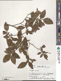 Vaccinium corymbosum image