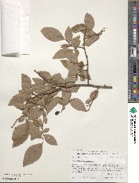 Vaccinium corymbosum image