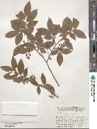 Vaccinium corymbosum image