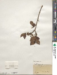 Vaccinium corymbosum image