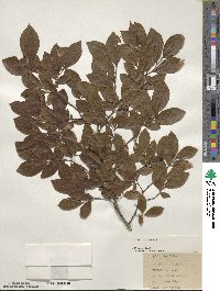 Vaccinium corymbosum image