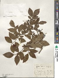 Vaccinium corymbosum image