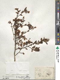 Vaccinium corymbosum image