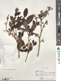 Vaccinium corymbosum image