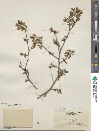 Vaccinium corymbosum image