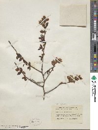 Vaccinium corymbosum image