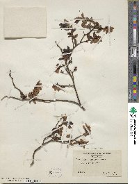 Vaccinium corymbosum image