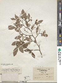 Vaccinium corymbosum image