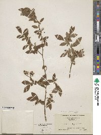 Vaccinium corymbosum image