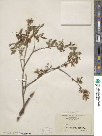 Vaccinium corymbosum image