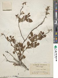 Vaccinium corymbosum image