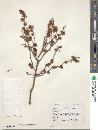 Vaccinium corymbosum image